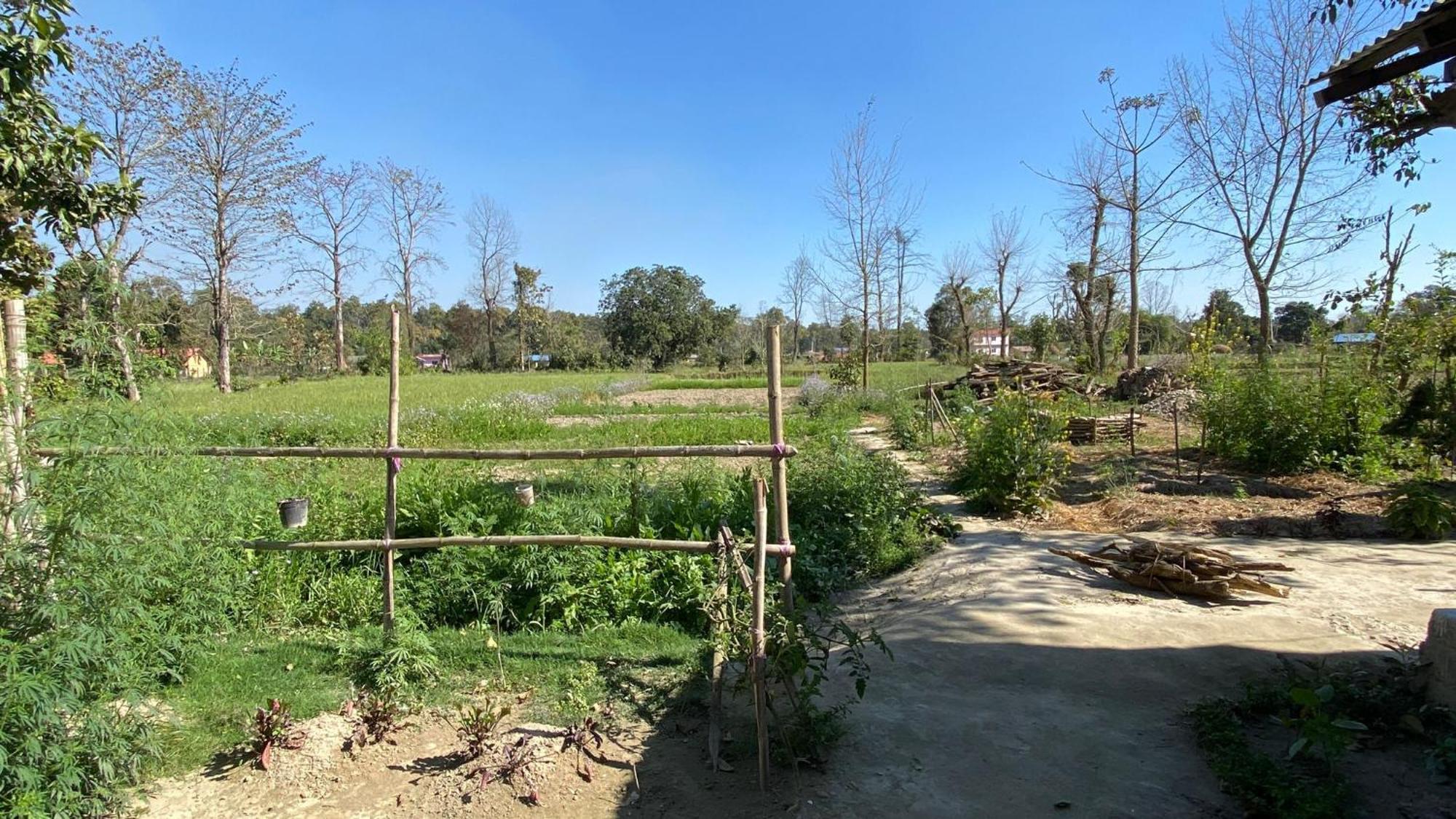 Nanu'S Bardiya Homestay Eksteriør bilde